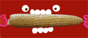 eating corn